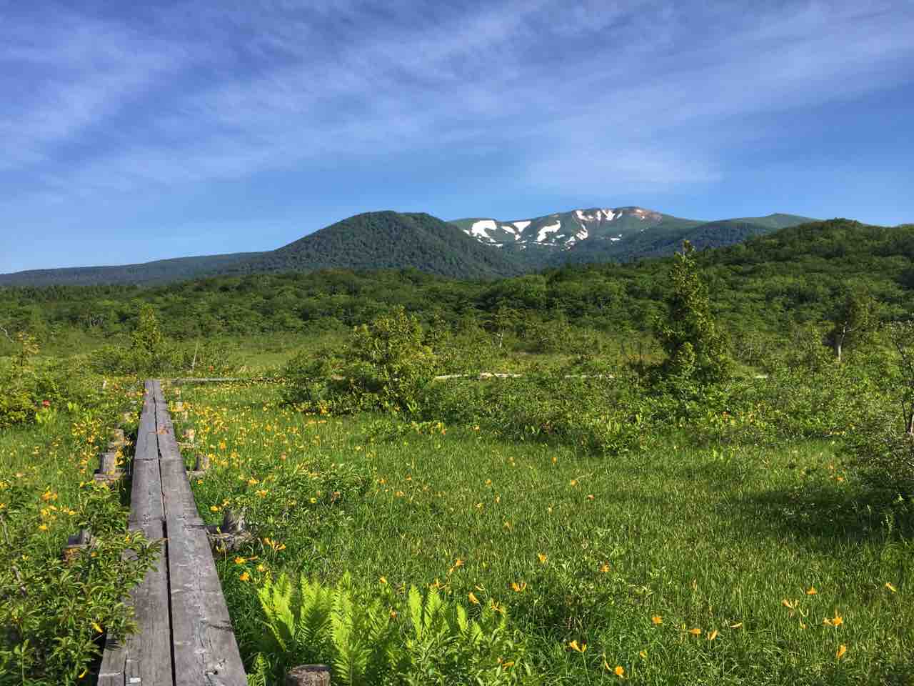 宮城 栗駒山に初夏の訪れを告げるニッコウキスゲ 世界谷地原生花園 何度でも訪れたい日本の風景