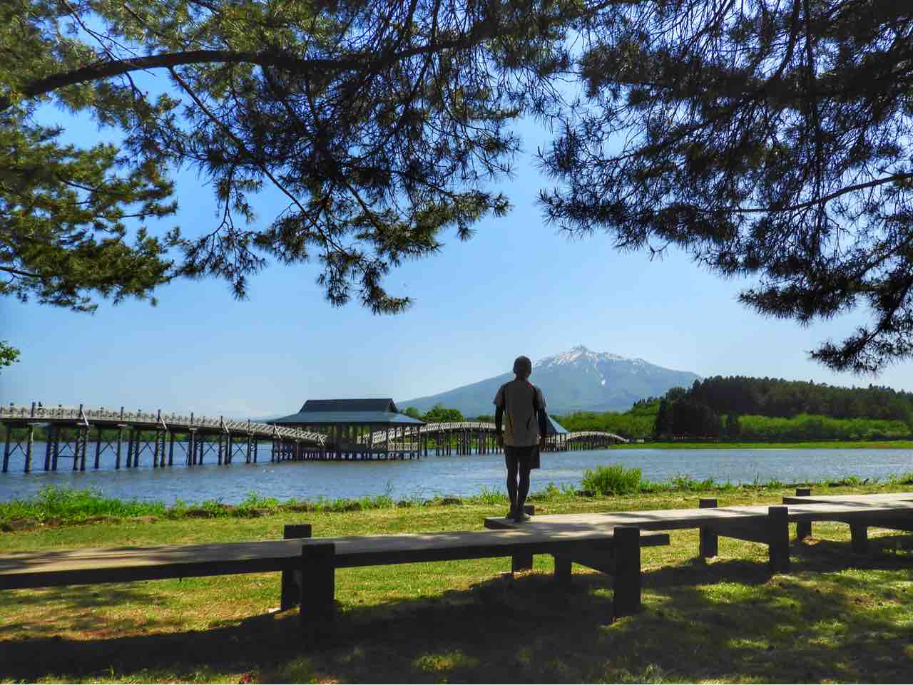 青森 岩木山を背景に翼を広げたつがいの鶴 鶴の舞橋 何度でも訪れたい日本の風景