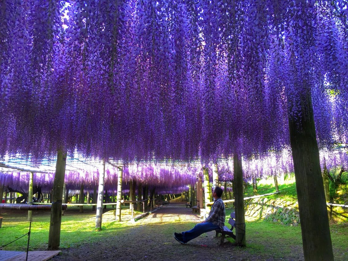 福岡】世界に誇れる藤のトンネル 河内藤園 : 何度でも訪れたい日本の風景