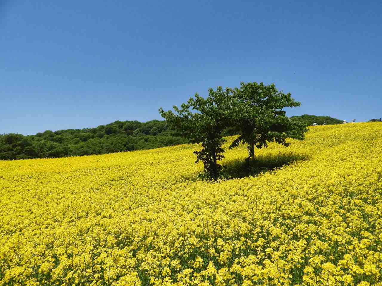 福島】喜多方の黄色い絨毯 三ノ倉高原の菜の花畑 : 何度でも訪れたい 
