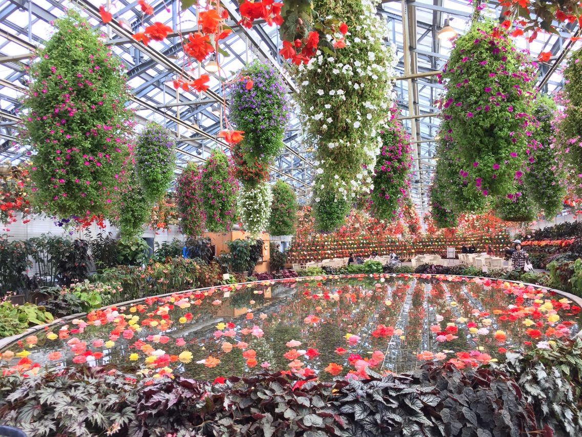 三重 なばなの里のベゴニアガーデン 何度でも訪れたい日本の風景