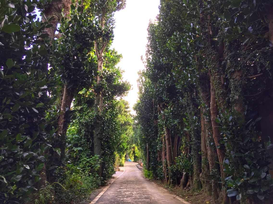 沖縄 今泊のフクギ並木 何度でも訪れたい日本の風景