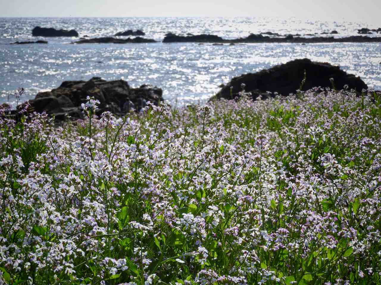 千葉 南房総の海とハマダイコン 何度でも訪れたい日本の風景