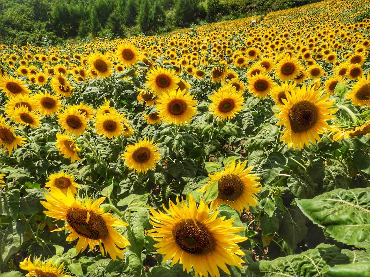 福島 太陽の花 三ノ倉高原のひまわり畑 何度でも訪れたい日本の風景