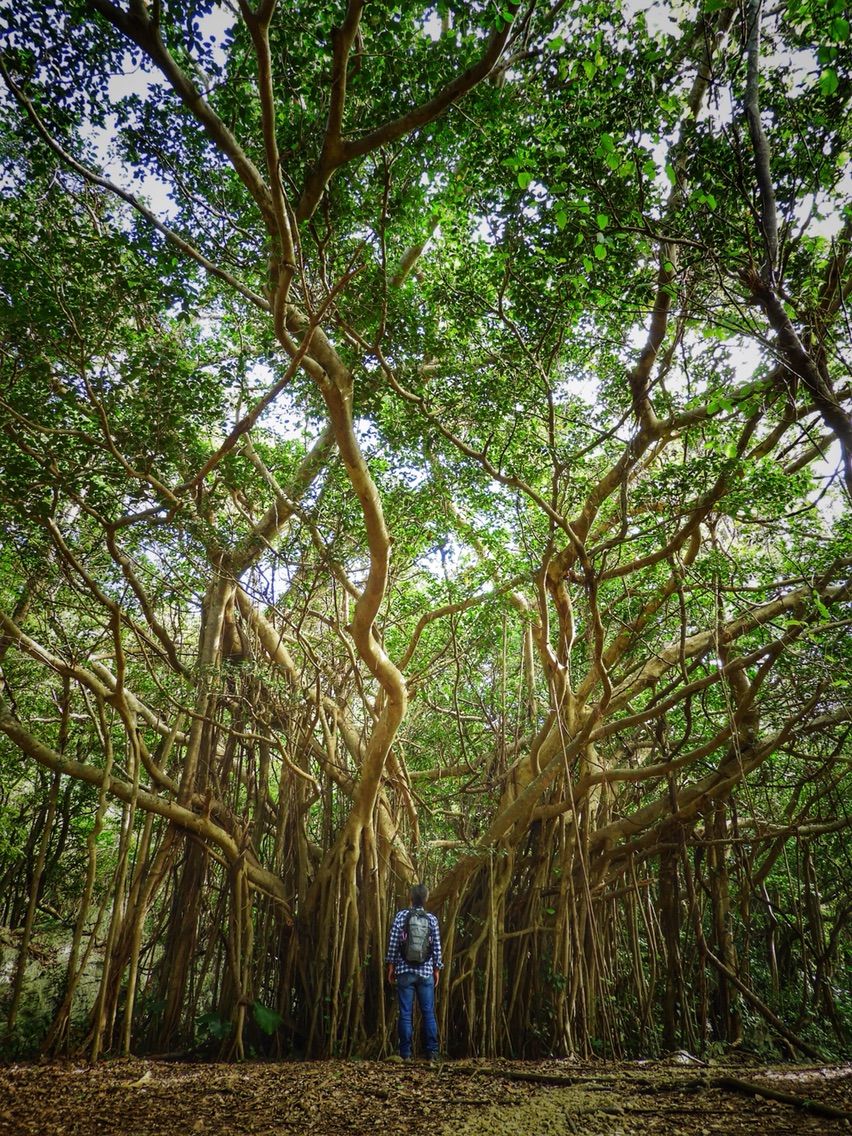 沖縄 大地に根付く神秘的なガジュマル 大石林山 後編 何度でも訪れたい日本の風景 沖縄 大地に根付く神秘的なガジュマル 大石林山 後編 何度でも訪れたい日本の風景