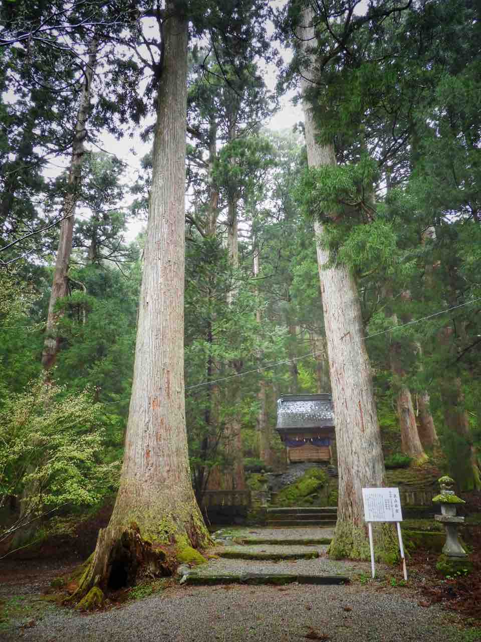 富山】立山信仰の伝統が息づく杉林 芦峅雄山神社 : 何度でも訪れ 富山】立山信仰の伝統が息づく杉林 芦峅雄山神社 : 何度でも訪れ