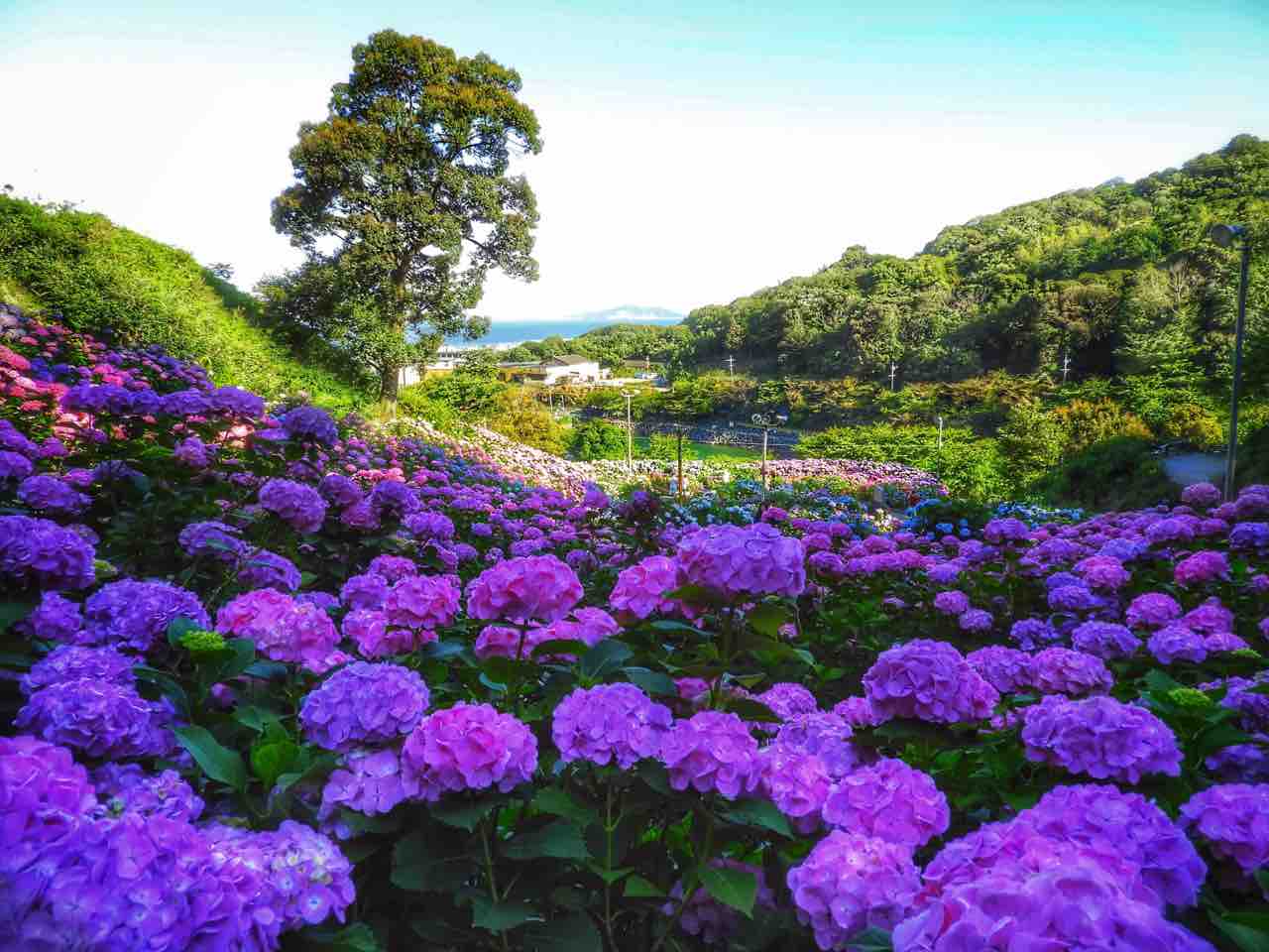 愛知 紫陽花の詩 形原温泉あじさいの里 何度でも訪れたい日本の風景 愛知 紫陽花の詩 形原温泉あじさいの里 何度でも訪れたい日本の風景