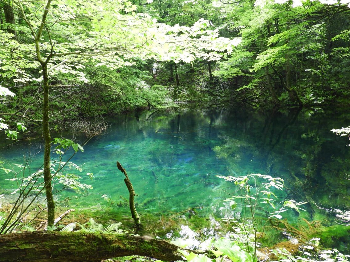青森 青池を凌ぐ透明度 沸壺の池 何度でも訪れたい日本の風景 青森 青池を凌ぐ透明度 沸壺の池 何度でも訪れたい日本の風景