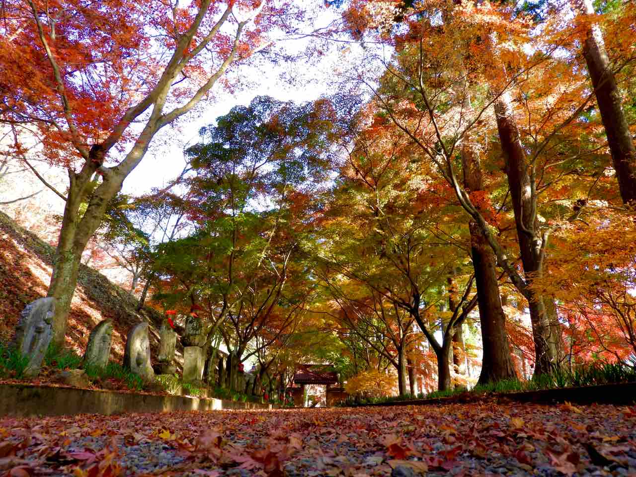 栃木 お地蔵さまが見守るもみじのトンネル 金蔵院の紅葉 何度でも訪れたい日本の風景 栃木 お地蔵さまが見守るもみじのトンネル 金蔵院の紅葉 何度でも訪れたい日本の風景