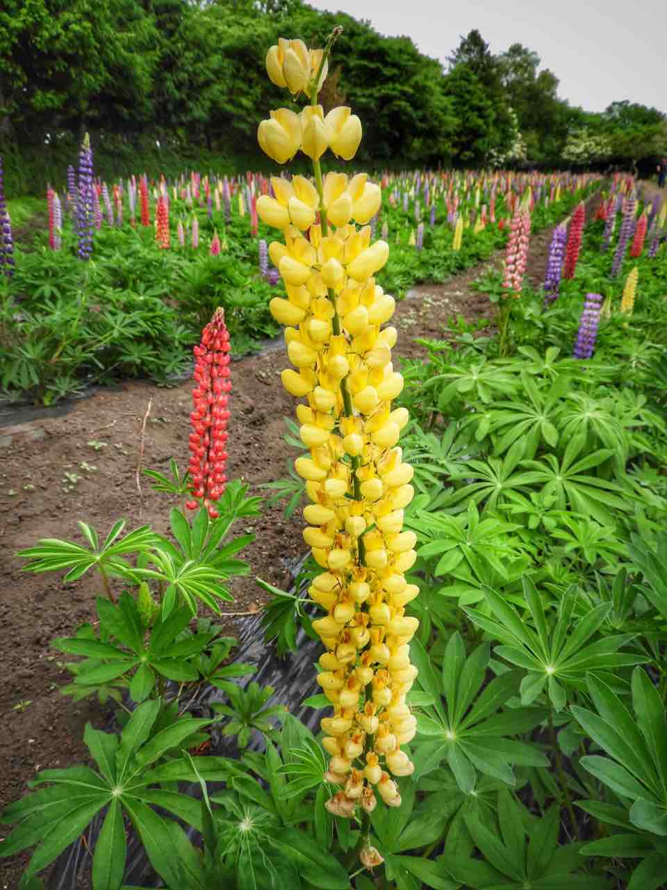 青森 クレヨンのようにカラフルなルピナスの絨毯 何度でも訪れたい日本の風景