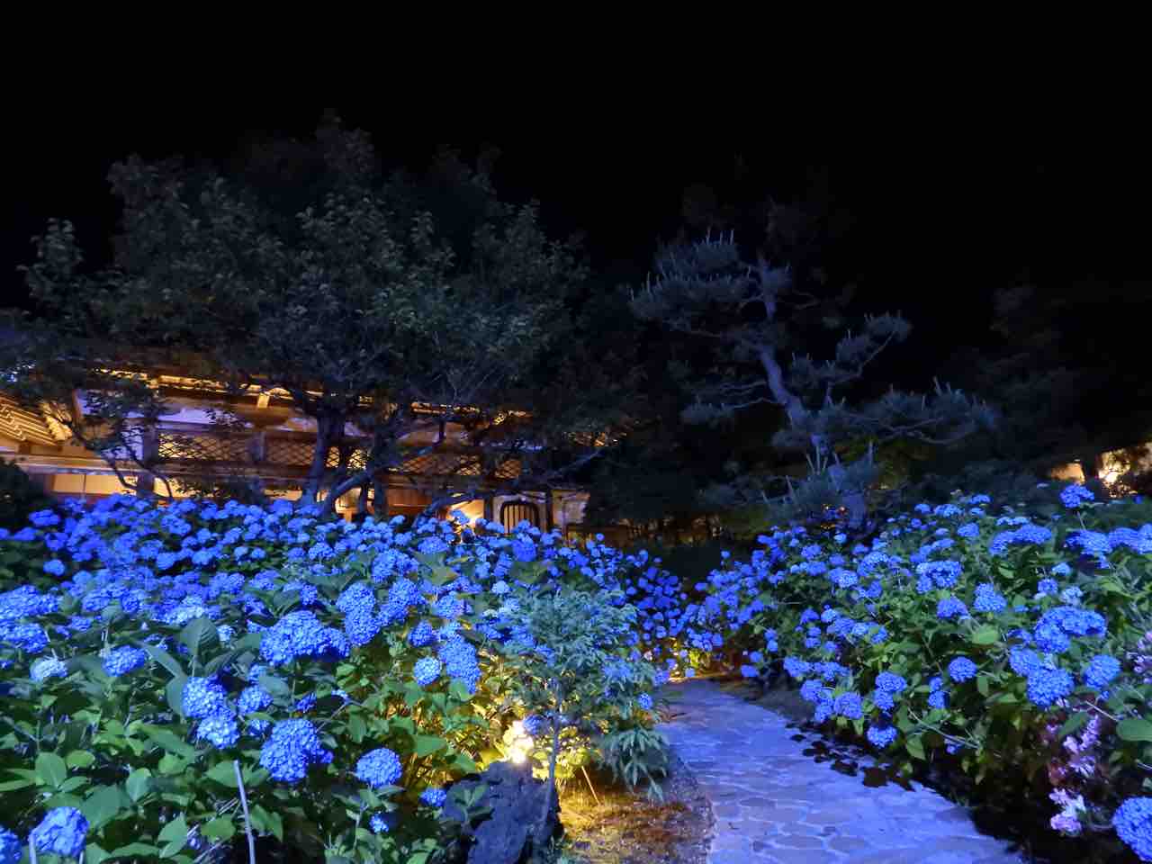 秋田 闇夜に浮かぶ瑠璃色の絨毯 雲昌寺の紫陽花 何度でも訪れたい日本の風景 秋田 闇夜に浮かぶ瑠璃色の絨毯 雲昌寺の紫陽花 何度でも訪れたい日本の風景