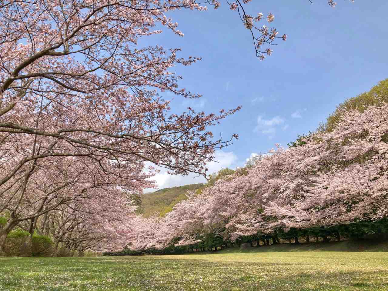 静岡 稲取高原の桜回廊 東伊豆町クロスカントリーコース 何度でも訪れたい日本の風景