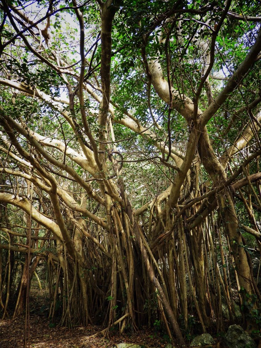 沖縄 大地に根付く神秘的なガジュマル 大石林山 後編 何度でも訪れたい日本の風景