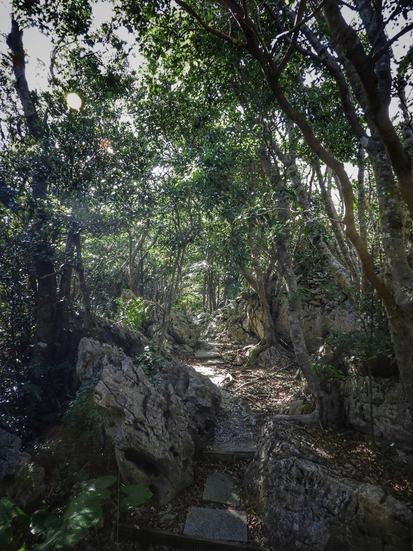 沖縄 大地に根付く神秘的なガジュマル 大石林山 後編 何度でも訪れたい日本の風景