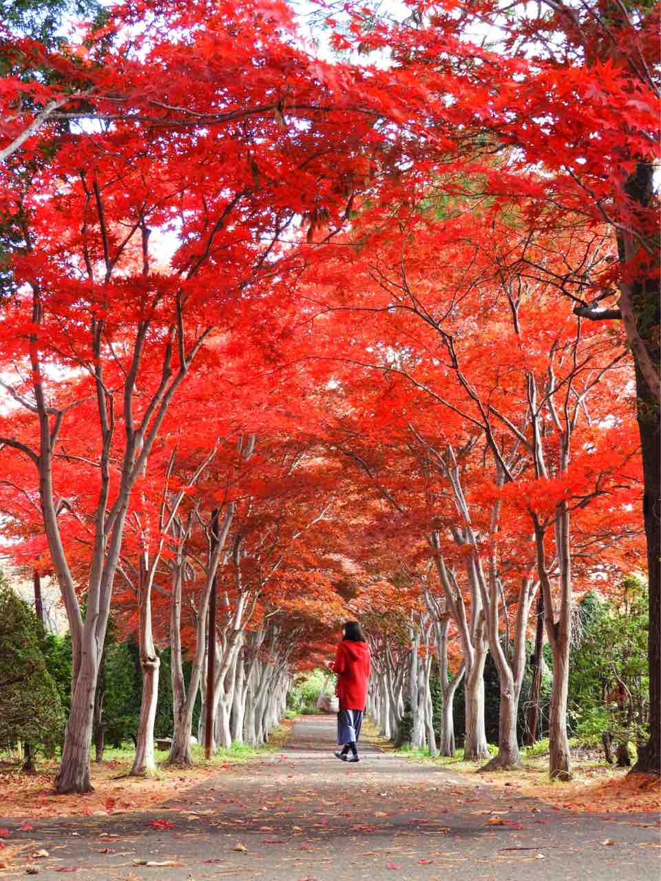 北海道 札幌で一番の赤い世界 平岡樹芸センターの真っ赤なトンネル 何度でも訪れたい日本の風景