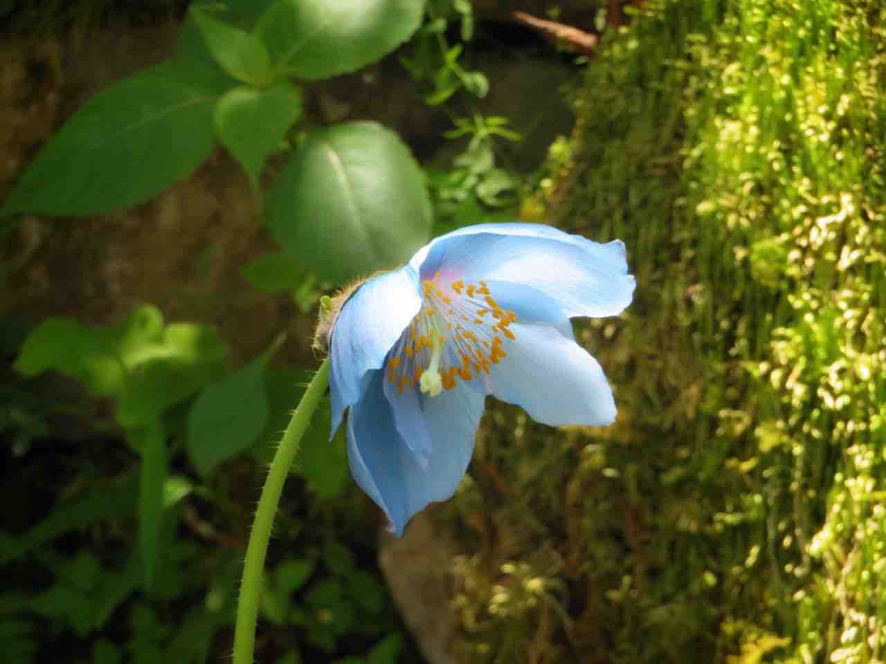 栃木 上三依水生植物園の ヒマラヤの青いケシ と クリンソウ 何度でも訪れたい日本の風景
