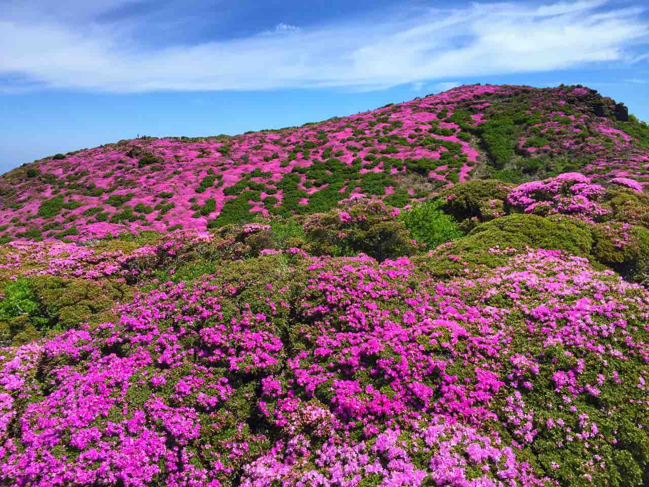 長崎 九十九島を見下ろすつつじの絨毯 長串山公園 何度でも訪れたい日本の風景