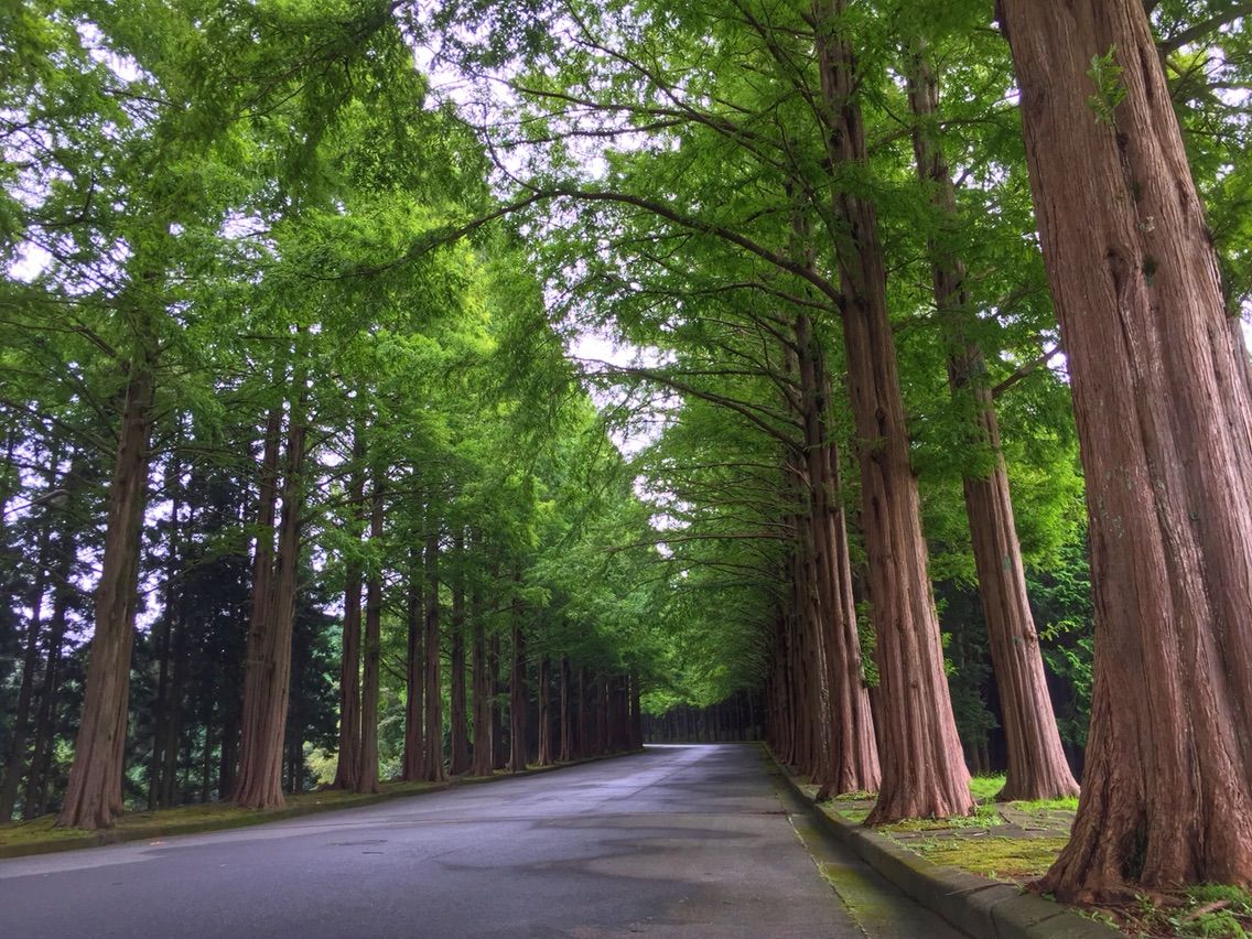 静岡 富士の裾野のメタセコイア並木 何度でも訪れたい日本の風景