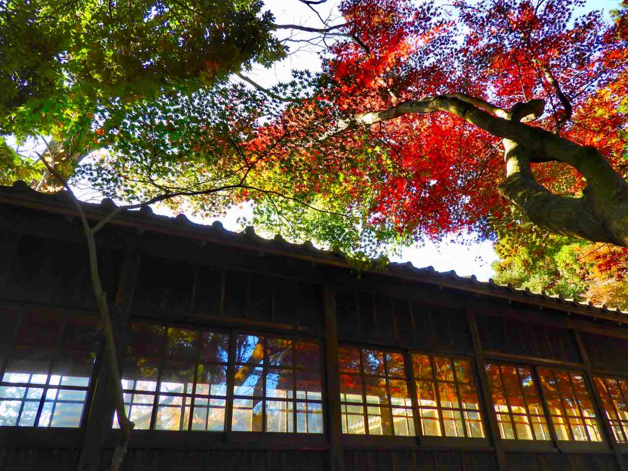 千葉 宿場町の花の寺 本土寺の紅葉 何度でも訪れたい日本の風景 千葉 宿場町の花の寺 本土寺の紅葉 何度でも訪れたい日本の風景