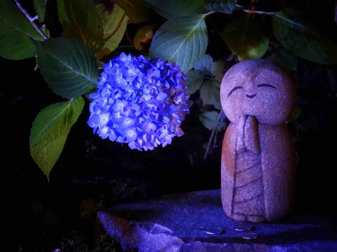 秋田 闇夜に浮かぶ瑠璃色の絨毯 雲昌寺の紫陽花 何度でも訪れたい日本の風景