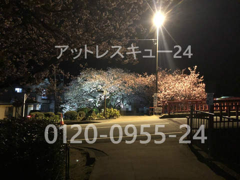 2020年・河津桜ライトアップ