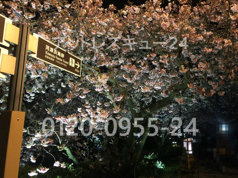 河津桜ライトアップ・河津川左岸の遊歩道