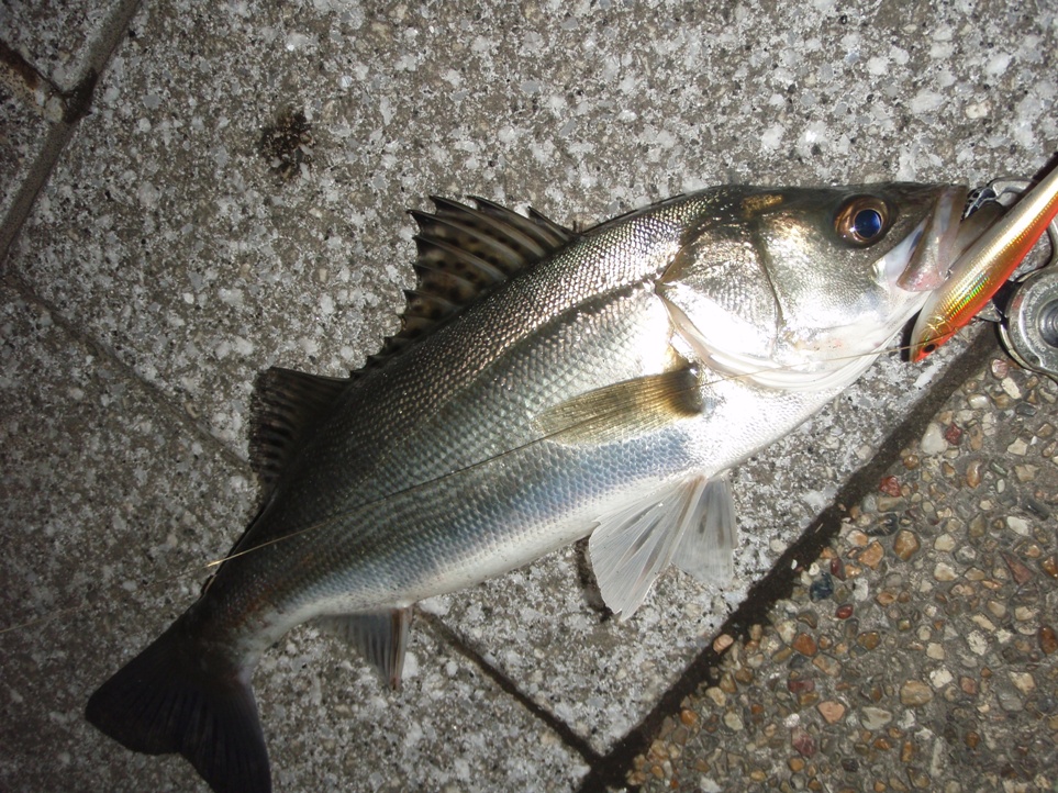 隅田川シーバス上げ潮好調 Burst High