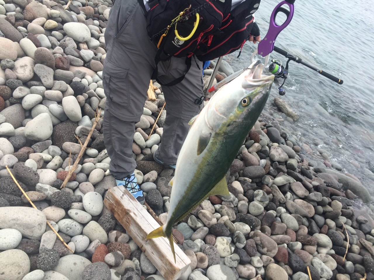 陸っぱりシイラ西伊豆ゴロタ浜 予想外の青物 Burst High