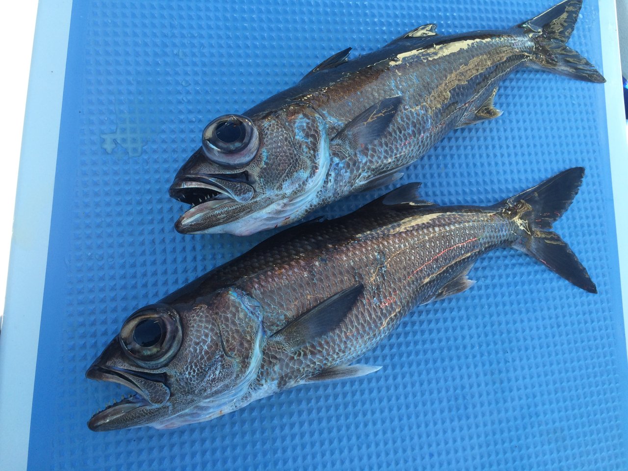 庄三郎丸メダイ根魚五目船 子キンメ黒ムツ大満足 Burst High 庄三郎丸メダイ根魚五目船 子キンメ黒ムツ大満足 Burst High