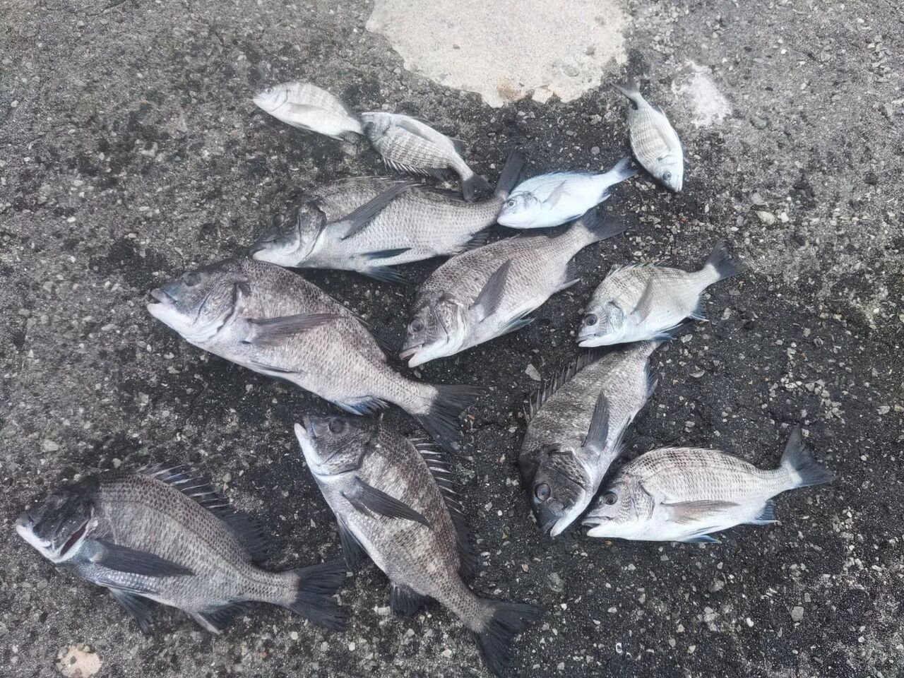 FB_IMG_1761652798059