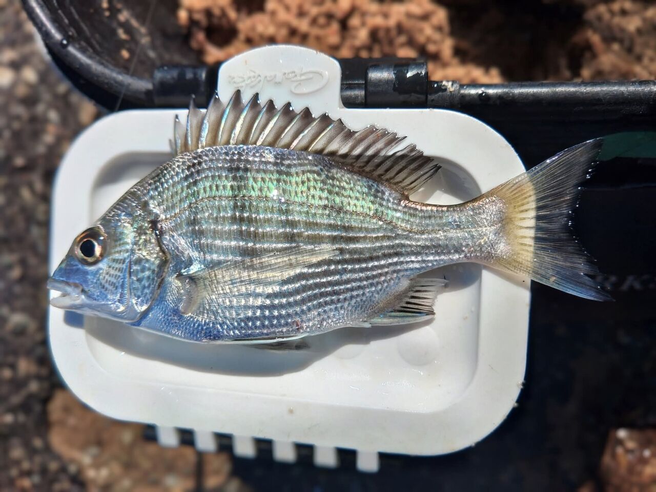 FB_IMG_1761653042031