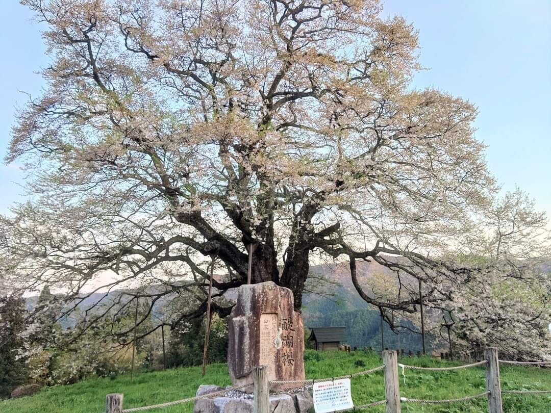 今日は近所の｢中華マシマロ｣行って、岡山県真庭に｢醍醐桜｣と｢新庄村がいせん桜｣を見に行ってみた😉🎵