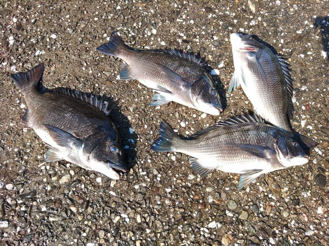 3月20日までに60㎝オーバーのチヌを釣って下さい‼️との事で