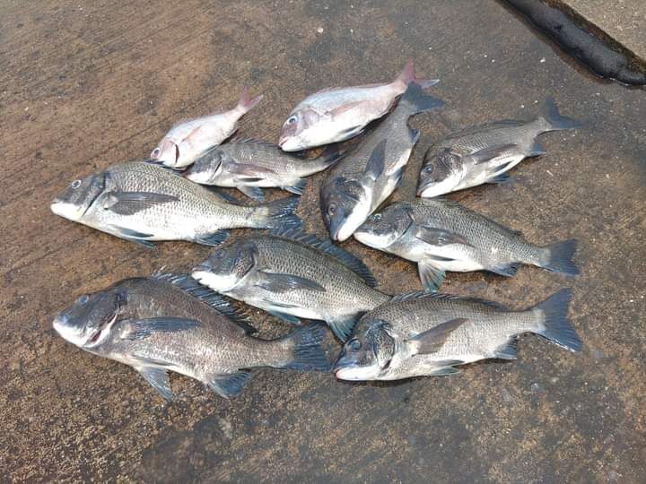 岡山県水島沖でのチヌ釣りは