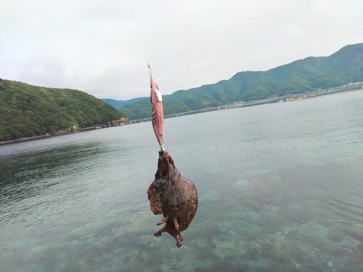 GW最終日の愛媛県宇和島での春イカ狙いのエギングは