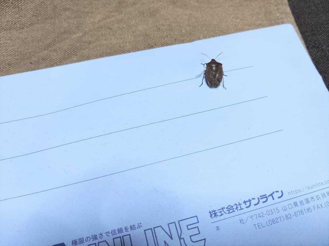 なぜかちょくちょく家の中にカメムシがおる😯⁉️