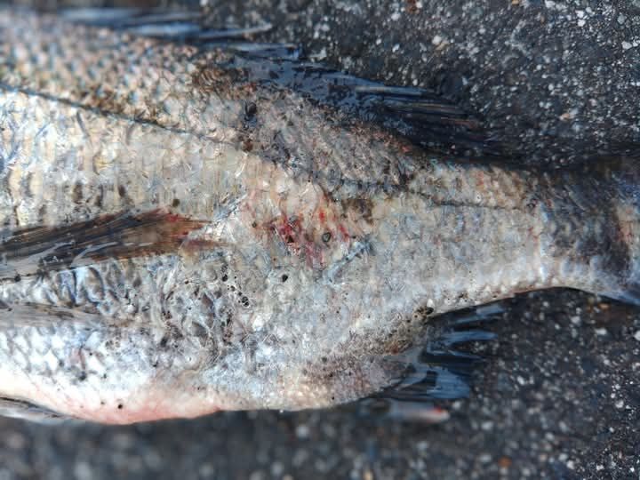 日曜日の高知県浦ノ内湾でのアカメ狙いは