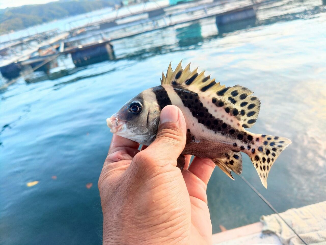 FB_IMG_1759014893750