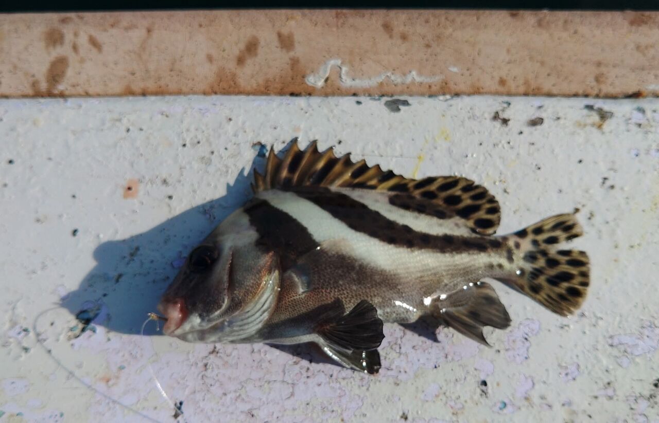 FB_IMG_1761653627044