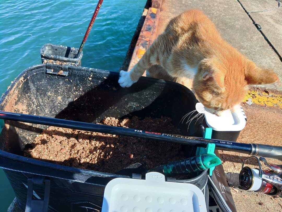 今日のエサ盗り😆