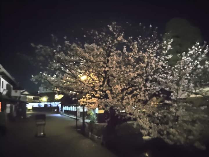 近所の倉敷美観地区の夜桜です🌸