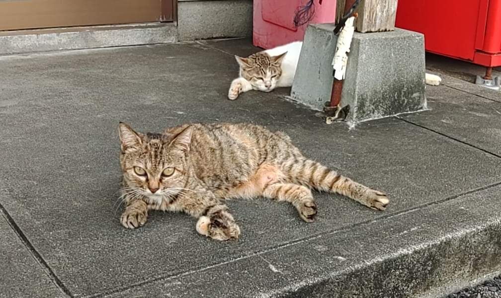 須崎市観光漁業センターの猫🐱可愛いな💞