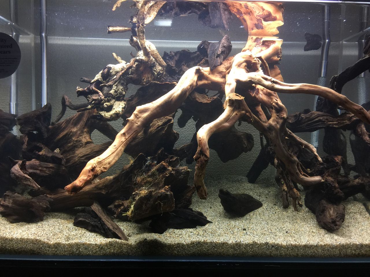 ニオイガメ購入 Club Aquaのアクアリウム ニオイガメ購入 Club Aquaのアクアリウム