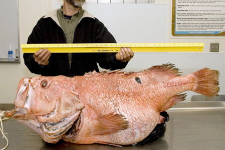 メバル 目張 その2 交接 交尾をした初めての硬骨魚 Club Bigonesのblog メバル 目張 その2 交接 交尾をした初めての硬骨魚 Club Bigonesのblog
