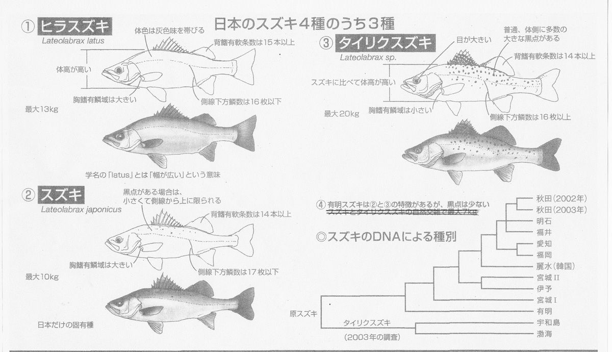 スズキ 鱸 その2 日本には4種のスズキがいる Club Bigonesのblog スズキ 鱸 その2 日本には4種のスズキがいる Club Bigonesのblog