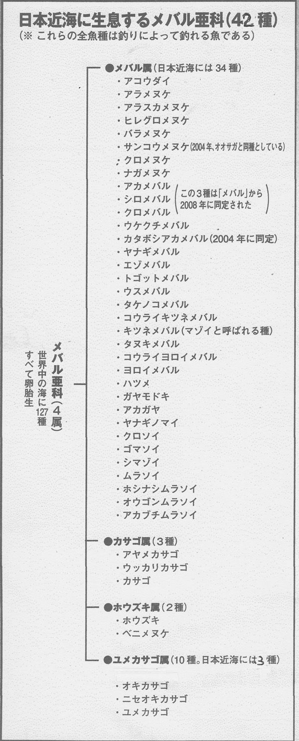 メバル 目張 その1 110年間の分類 メバル3種 Club Bigonesのblog メバル 目張 その1 110年間の分類 メバル3種 Club Bigonesのblog