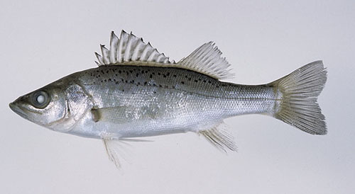 スズキ 鱸 その2 日本には4種のスズキがいる Club Bigonesのblog スズキ 鱸 その2 日本には4種のスズキがいる Club Bigonesのblog