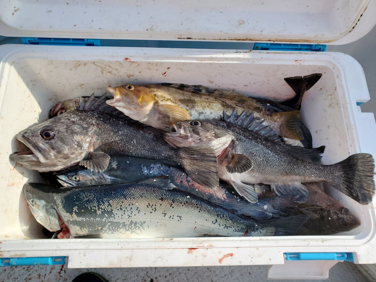 サクラマス釣り 道南アングラーのヒトリゴト Hokkaido Fishing サクラマス釣り 道南アングラーのヒトリゴト Hokkaido Fishing