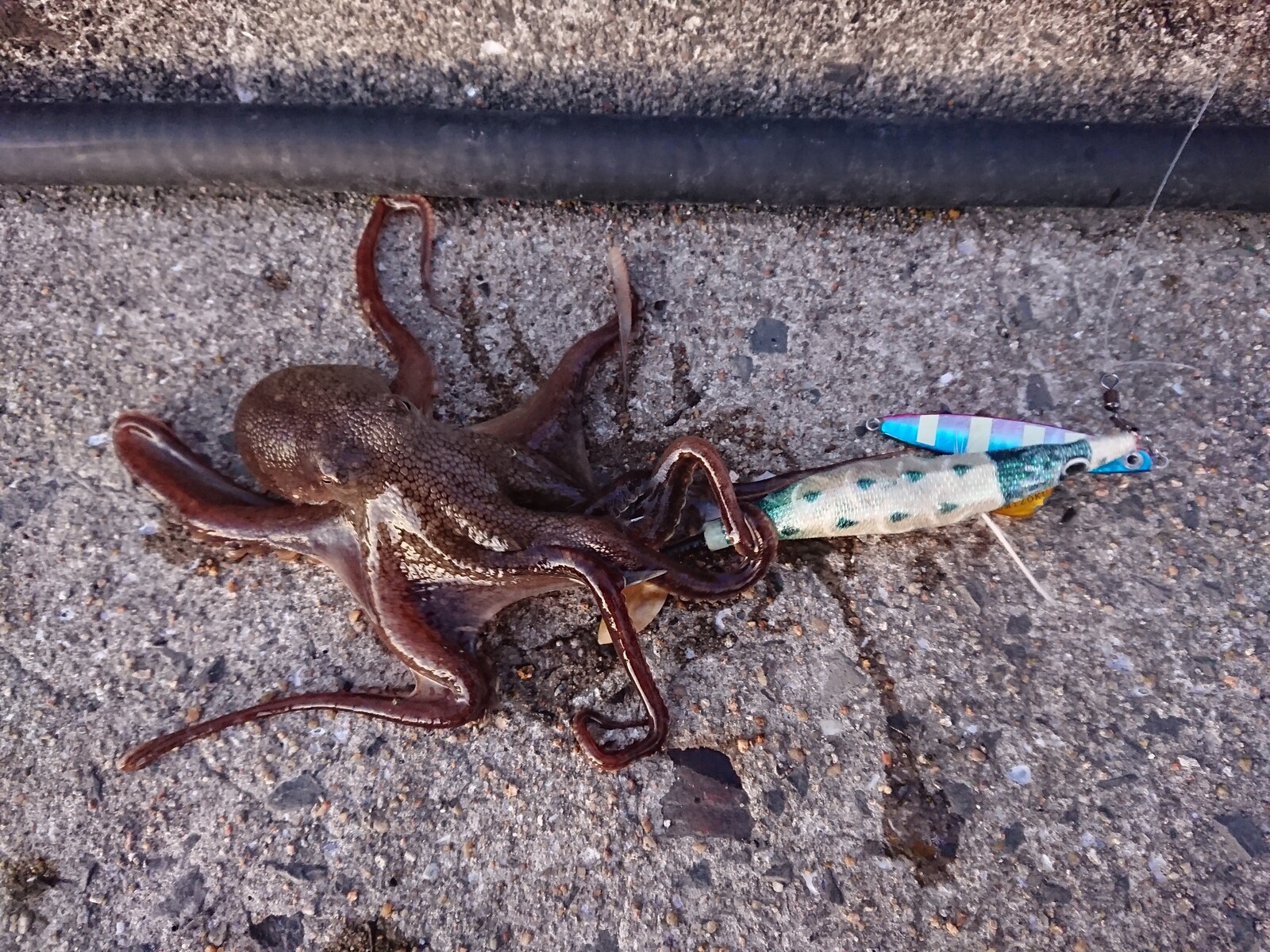大村湾イイダコ釣り 接待タコ 一投入魂 Club S釣行記 大村湾イイダコ釣り 接待タコ 一投入魂 Club S釣行記