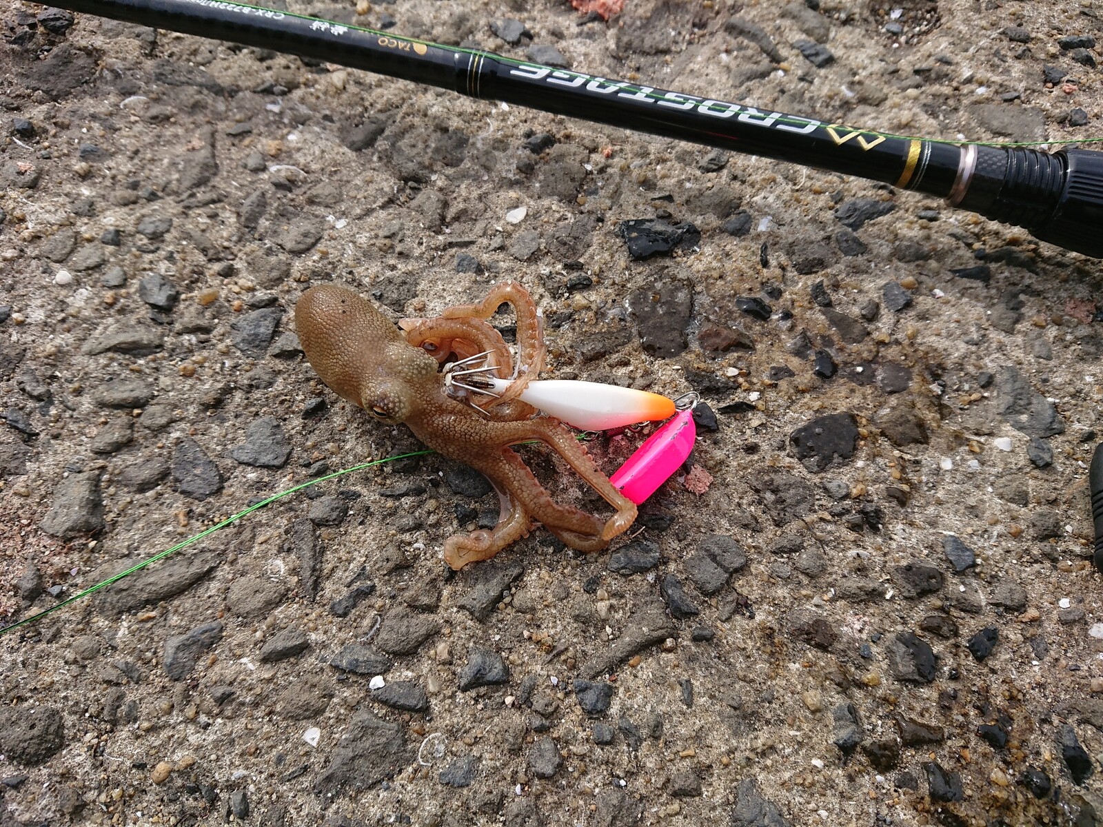 唐津タコ釣り タコ朝練 一投入魂 Club S釣行記